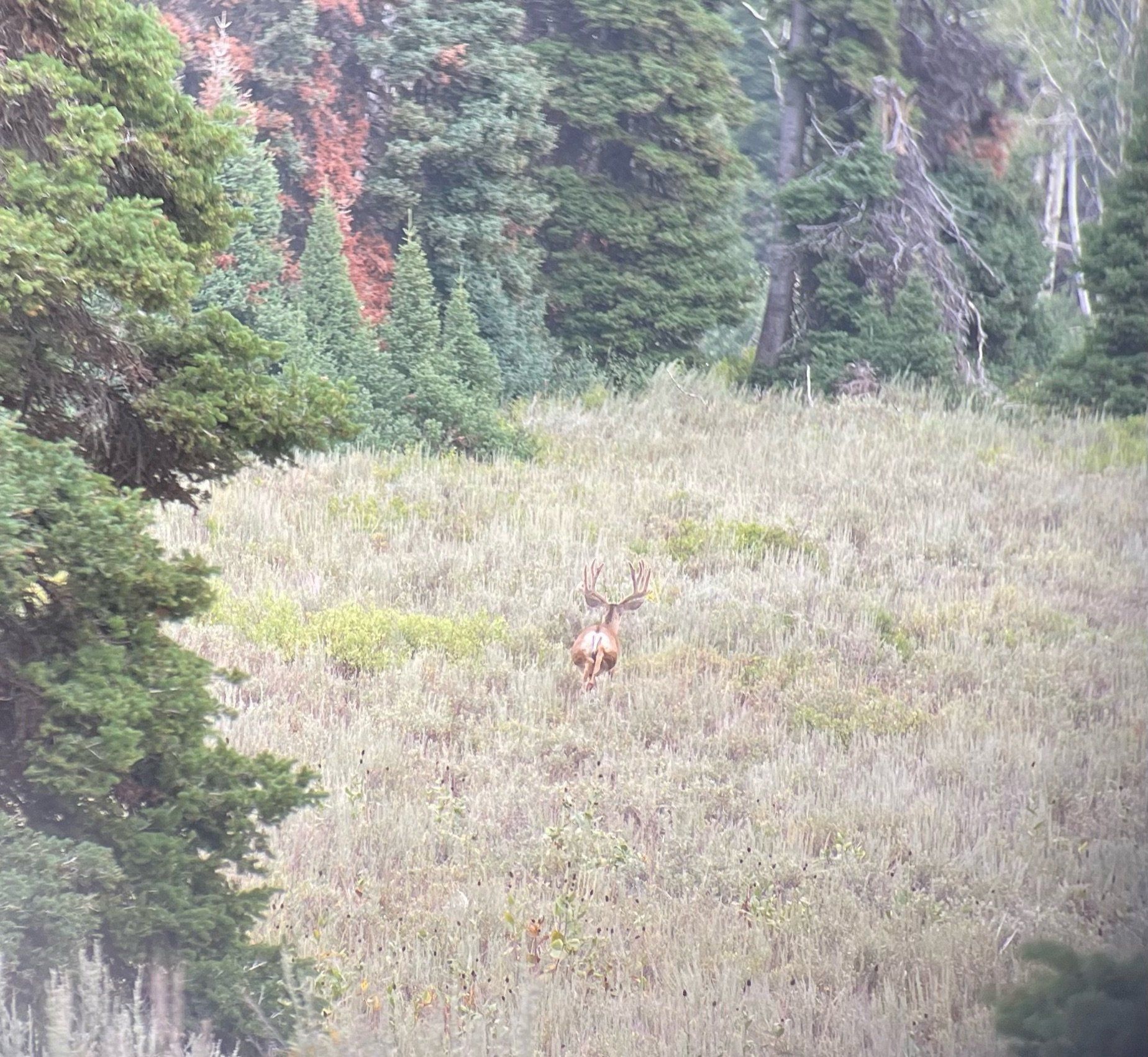 Deer standing in a field of tall grass, trees in the background.