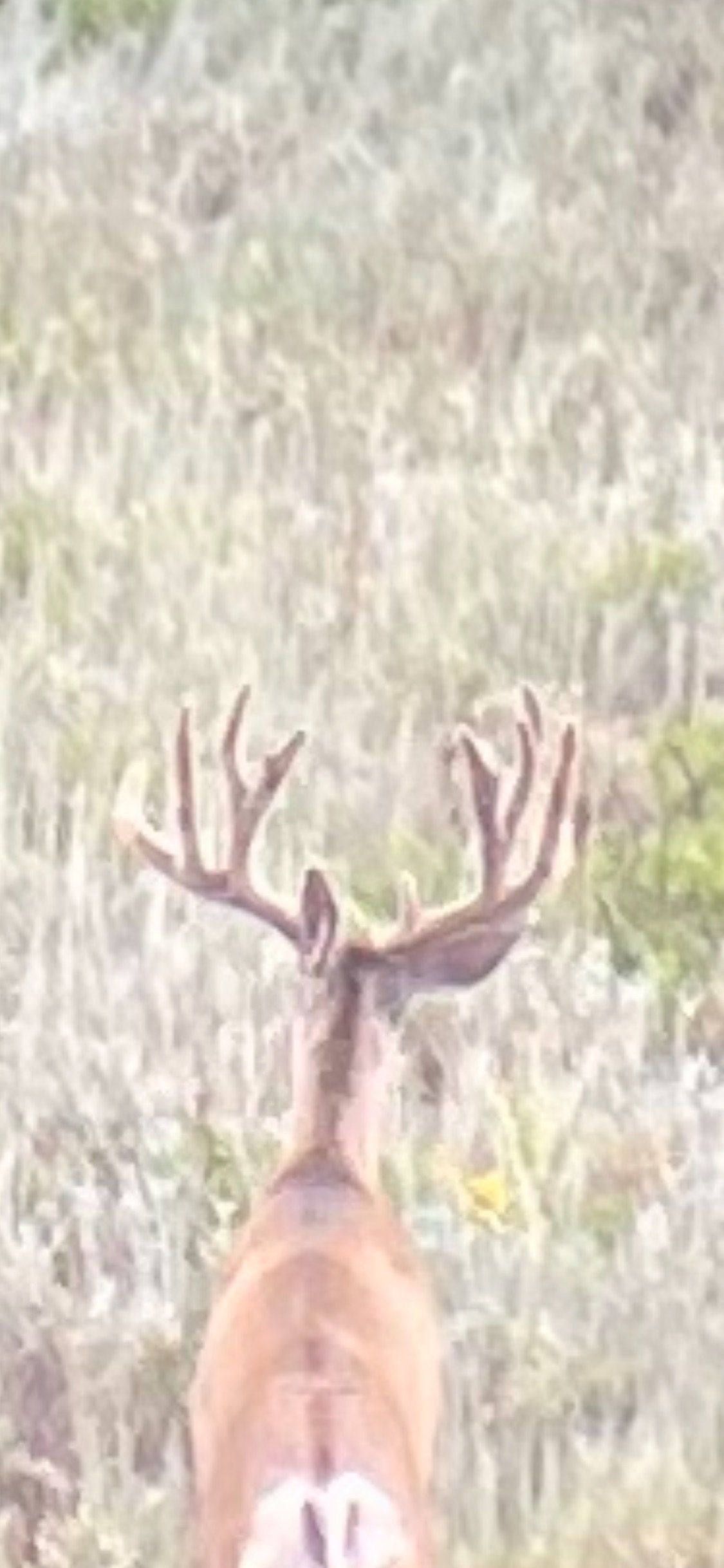 A deer with large antlers in a field.  It's brown fur is visible from the back, as well as the antlers.