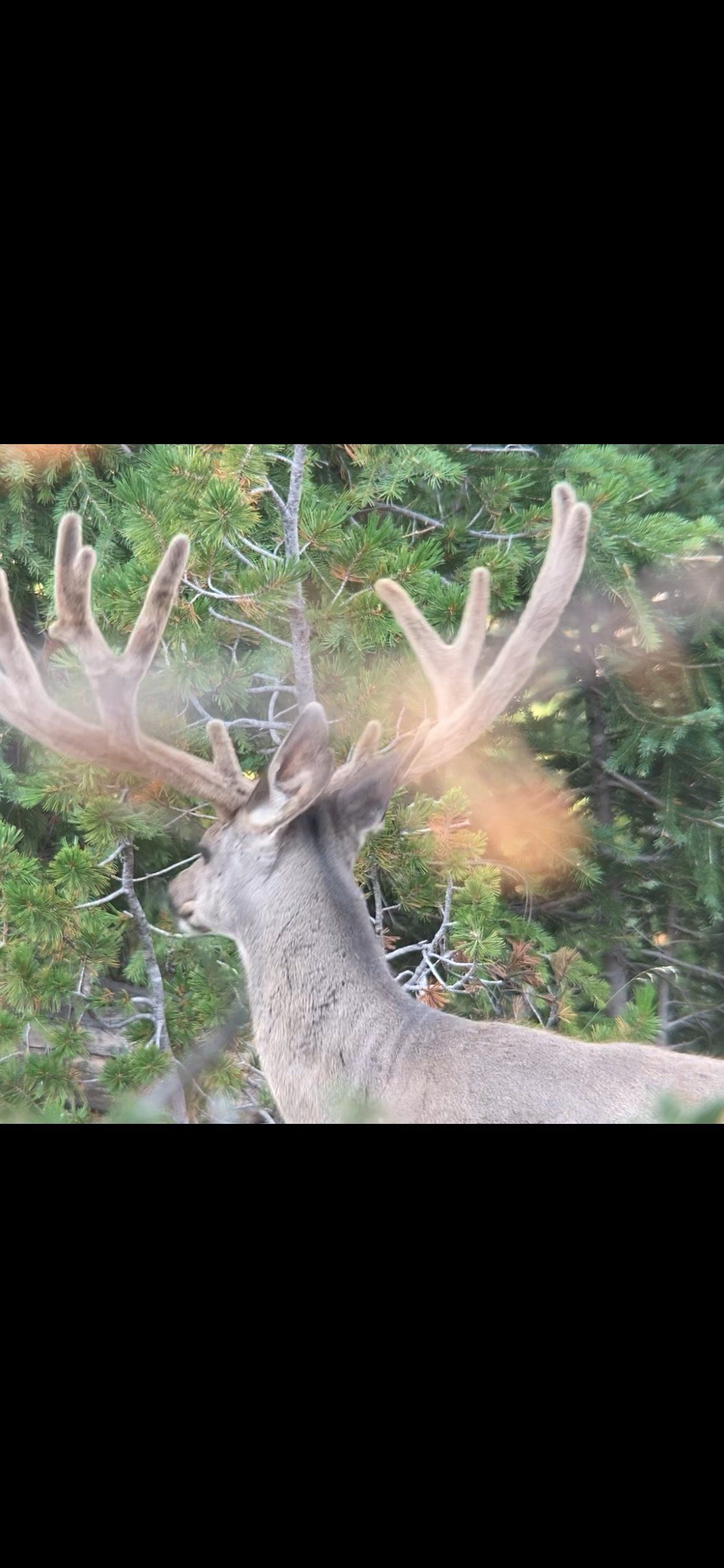 A deer with large antlers stands in front of green foliage.