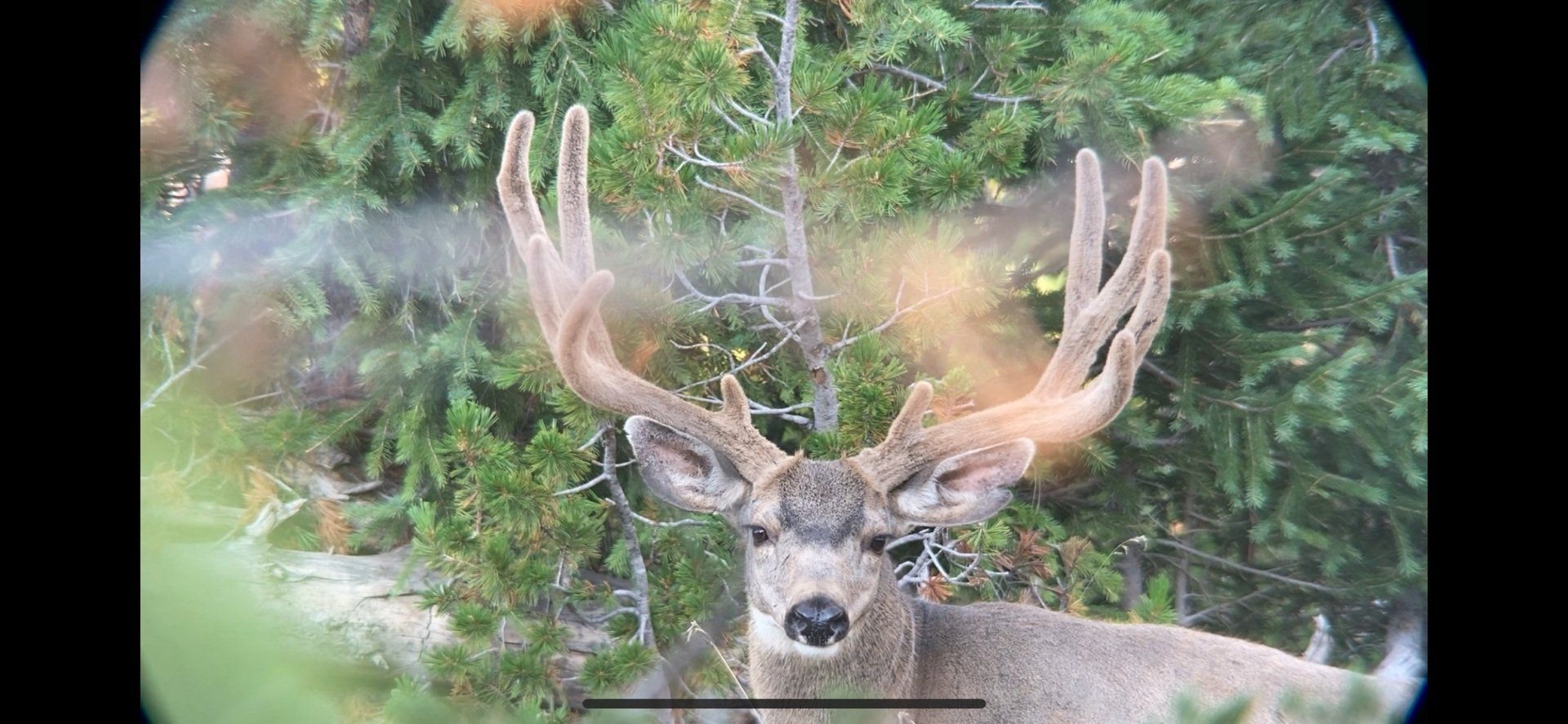A deer with large antlers in a forest, viewed through a scope.