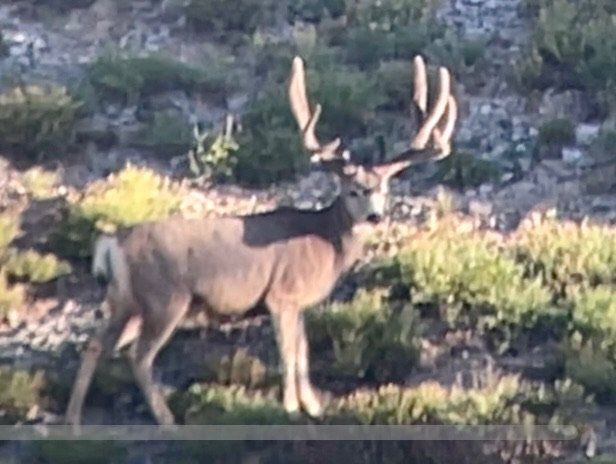 A large buck with large, antlered rack stands on a hillside with green vegetation in the sunlight.