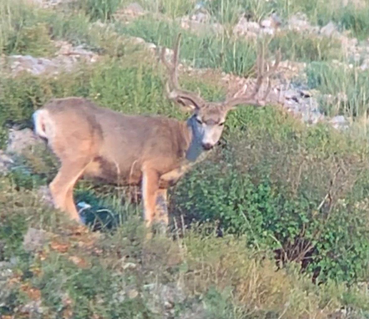 Mule deer buck with large antlers, standing in a grassy, rocky hillside environment.