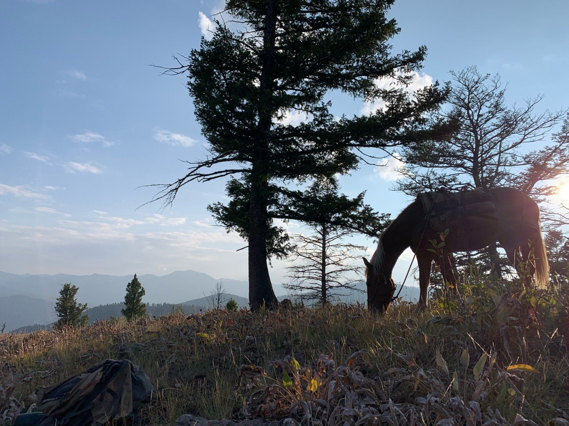 A horse grazing on a hilltop, silhouetted by the sun, with trees and mountains in the background under a blue sky.