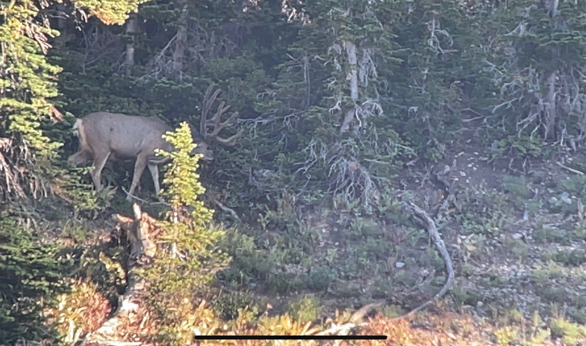 Mule deer buck with large antlers in a forest setting, partially obscured by trees.