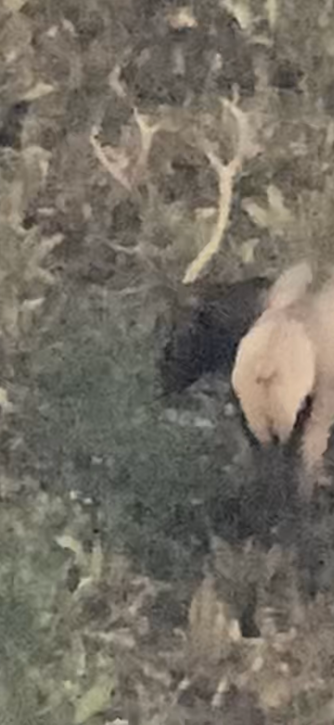 A tan bunny head near a black shape in tall green grass. A few white plants are above the bunny.