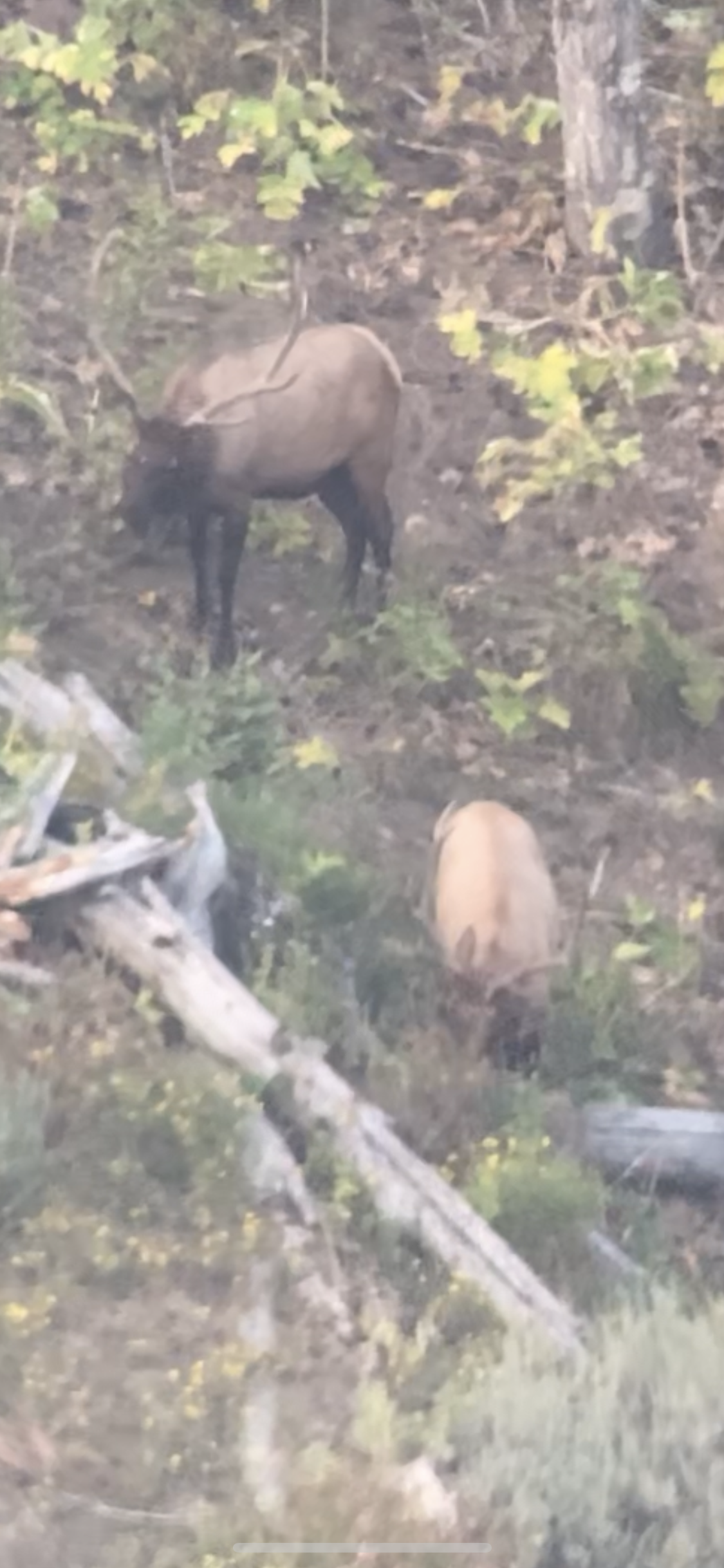 An elk with large antlers stands on a hillside, looking downward. Another elk is further down the slope.