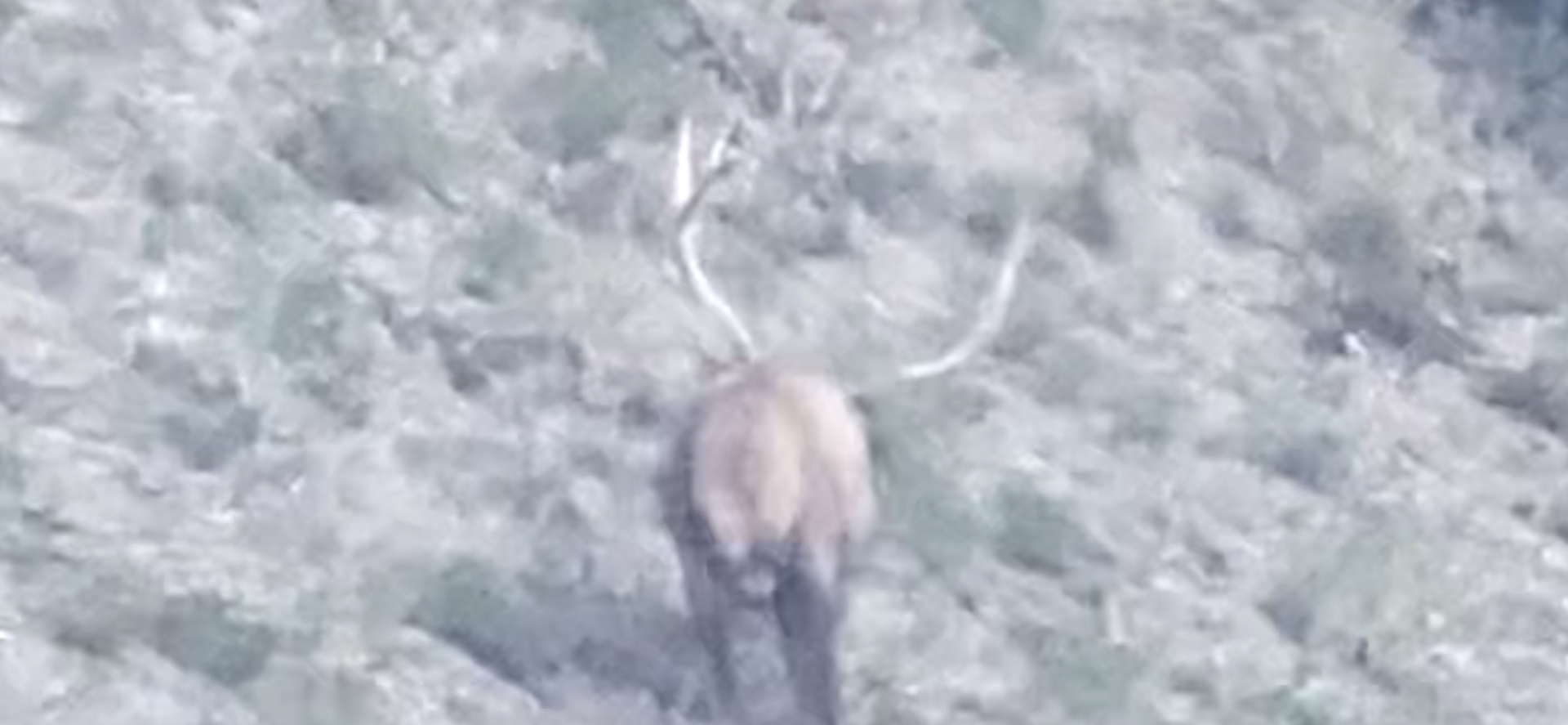 Elk with large antlers on a hillside.