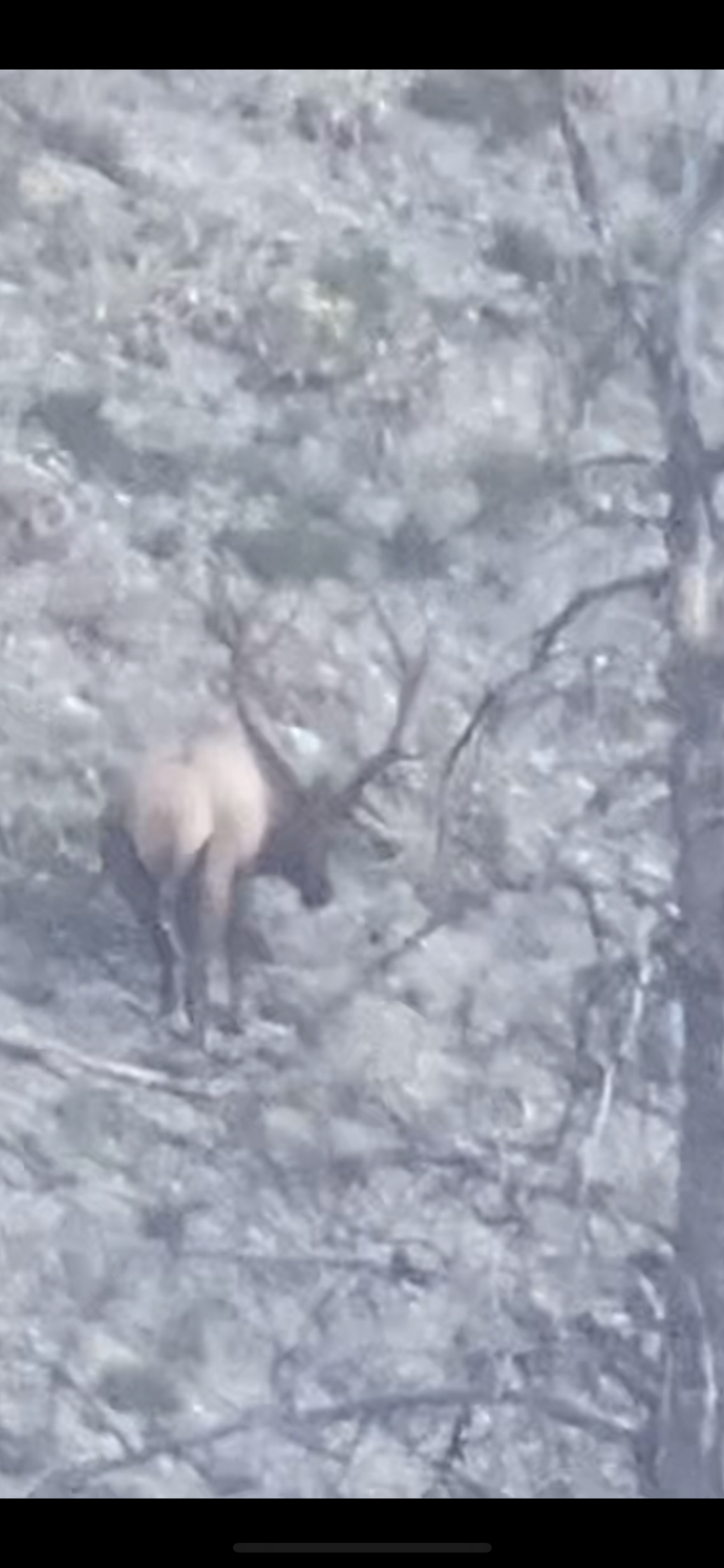 An elk with large antlers stands in a forest, facing away from the camera.