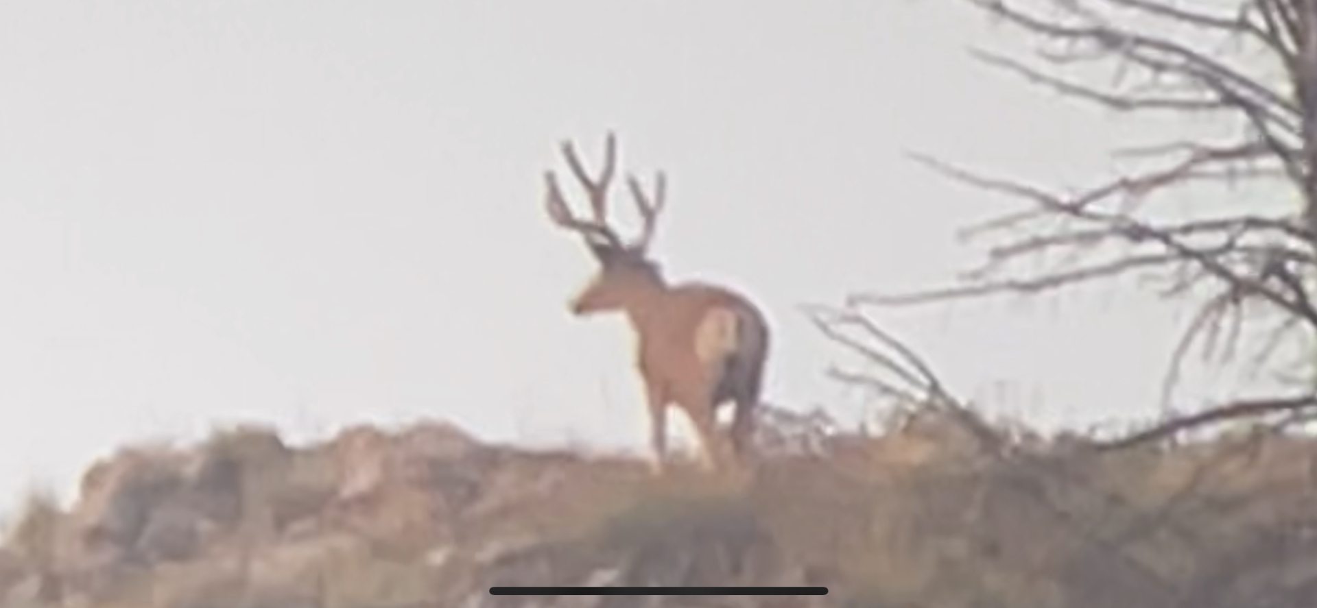 A deer with large antlers stands on a hill, facing away from the camera.