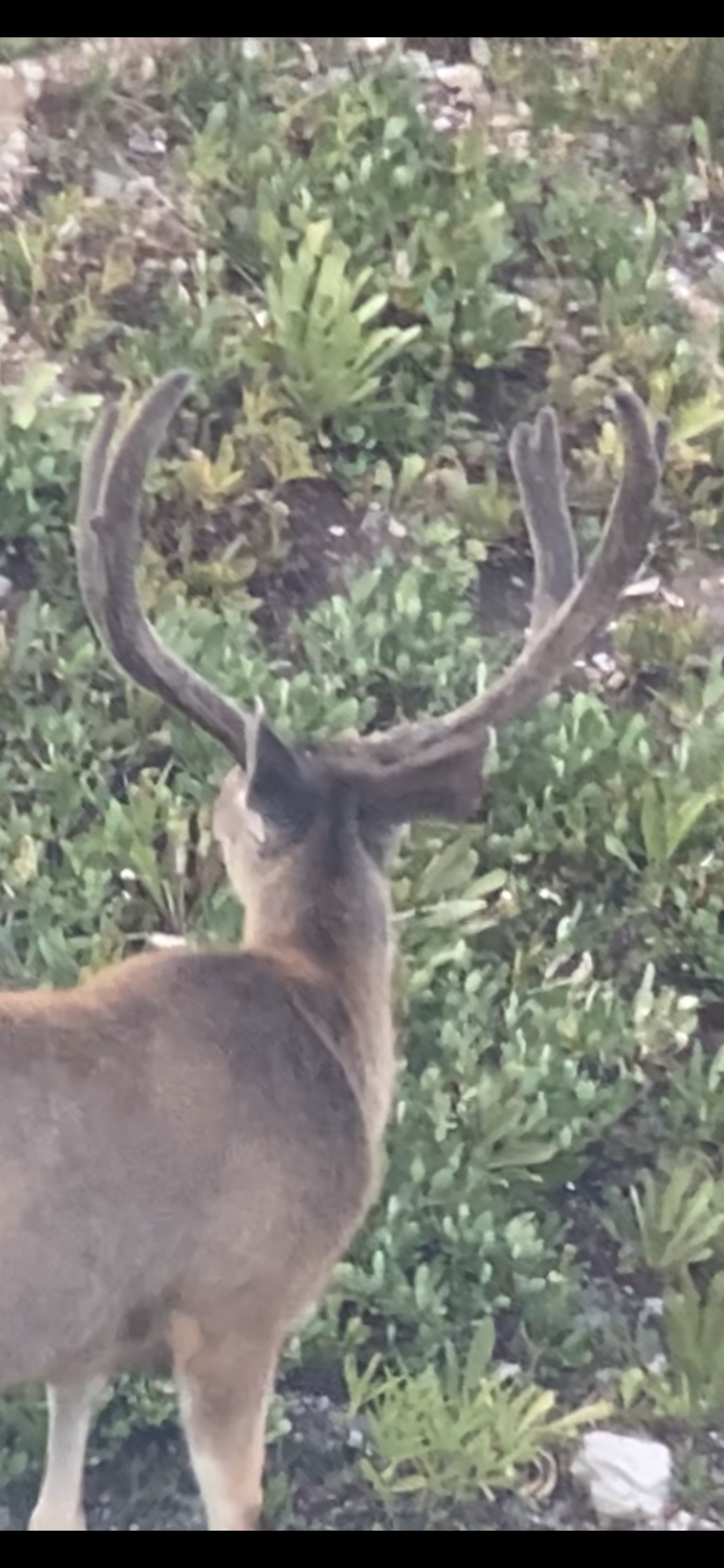 A deer with large antlers stands in front of green foliage.