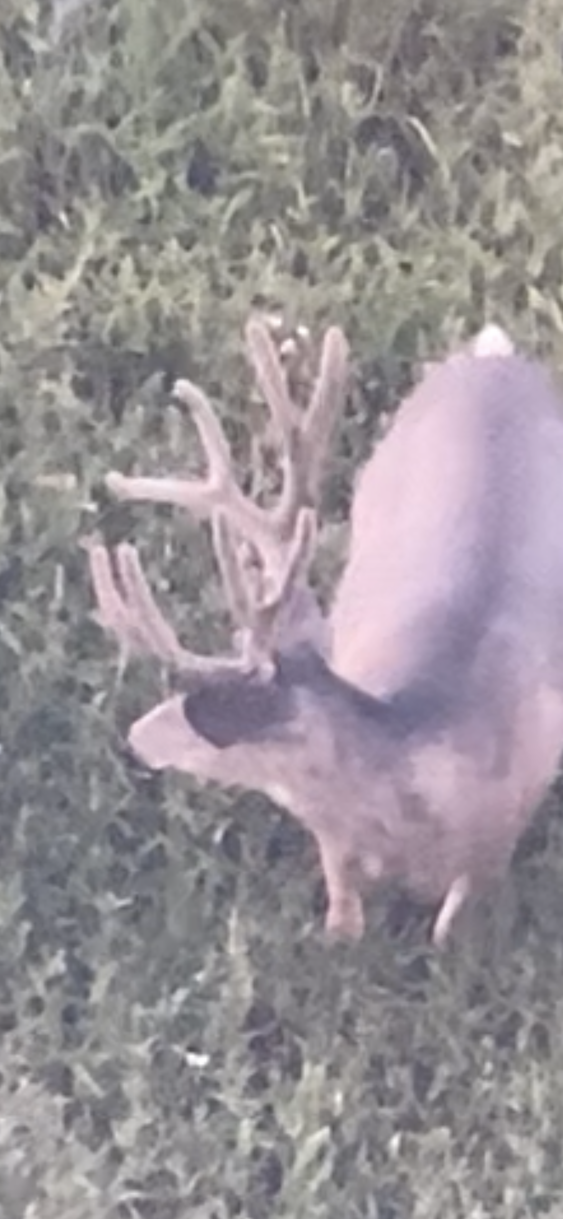 A deer with large antlers in velvet stands in green grass, viewed from above.