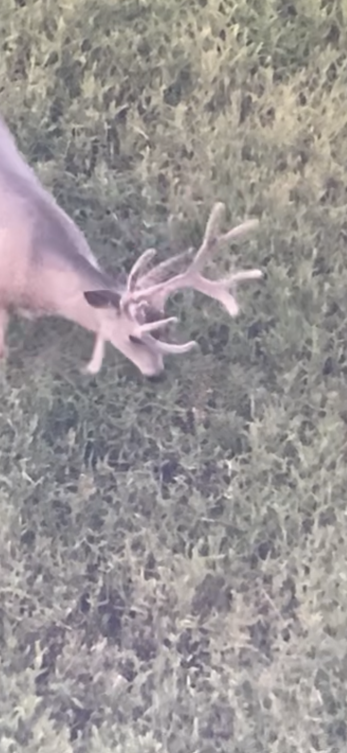 A deer with large antlers grazing in green grass.
