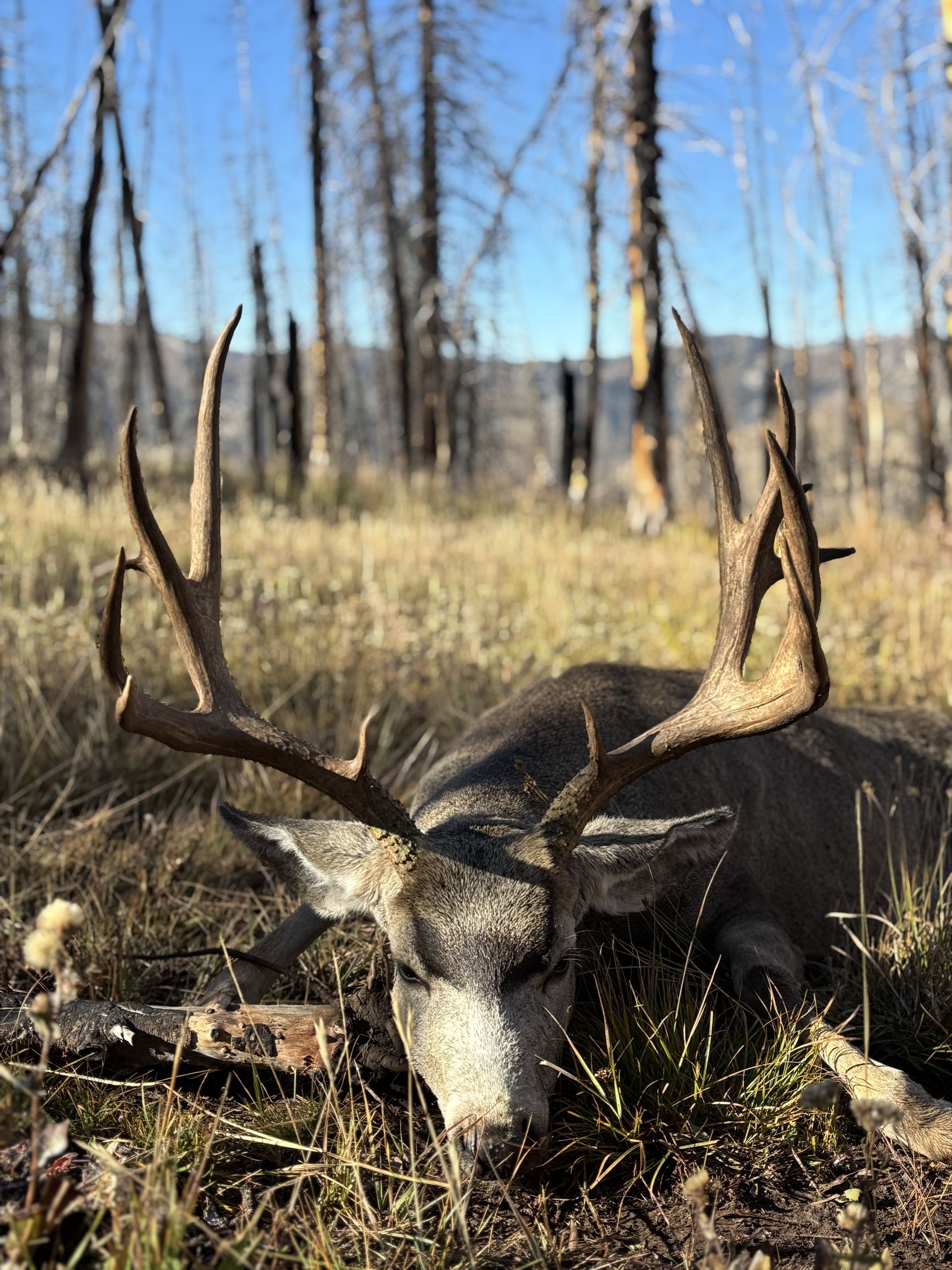 Dead buck with large antlers lying in dry grass, trees in background, sunny day.