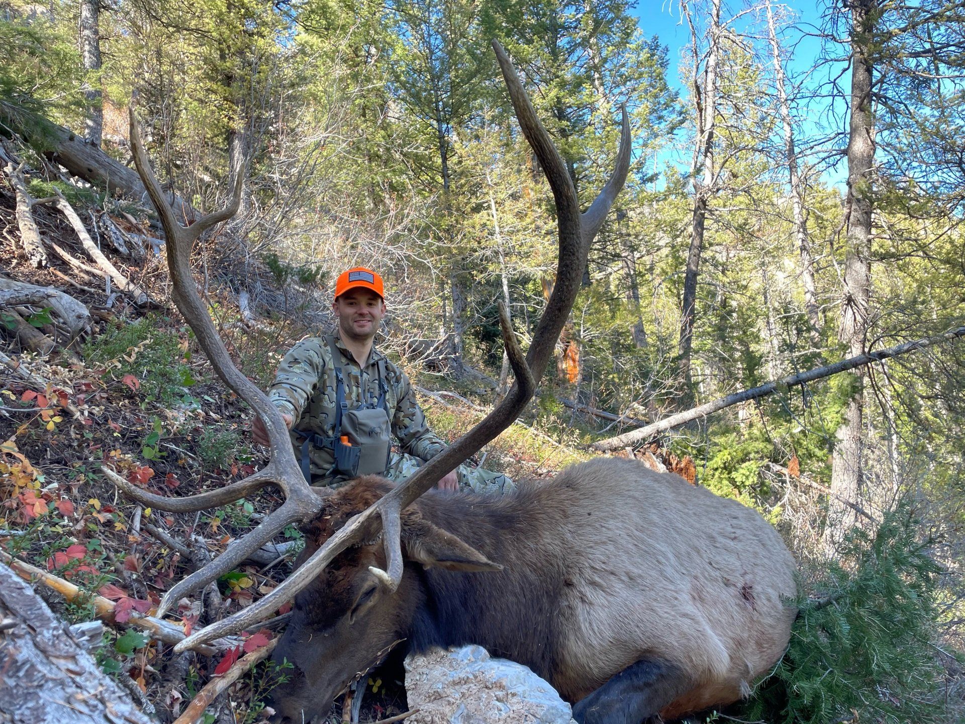 A man is standing next to a large elk in the woods.