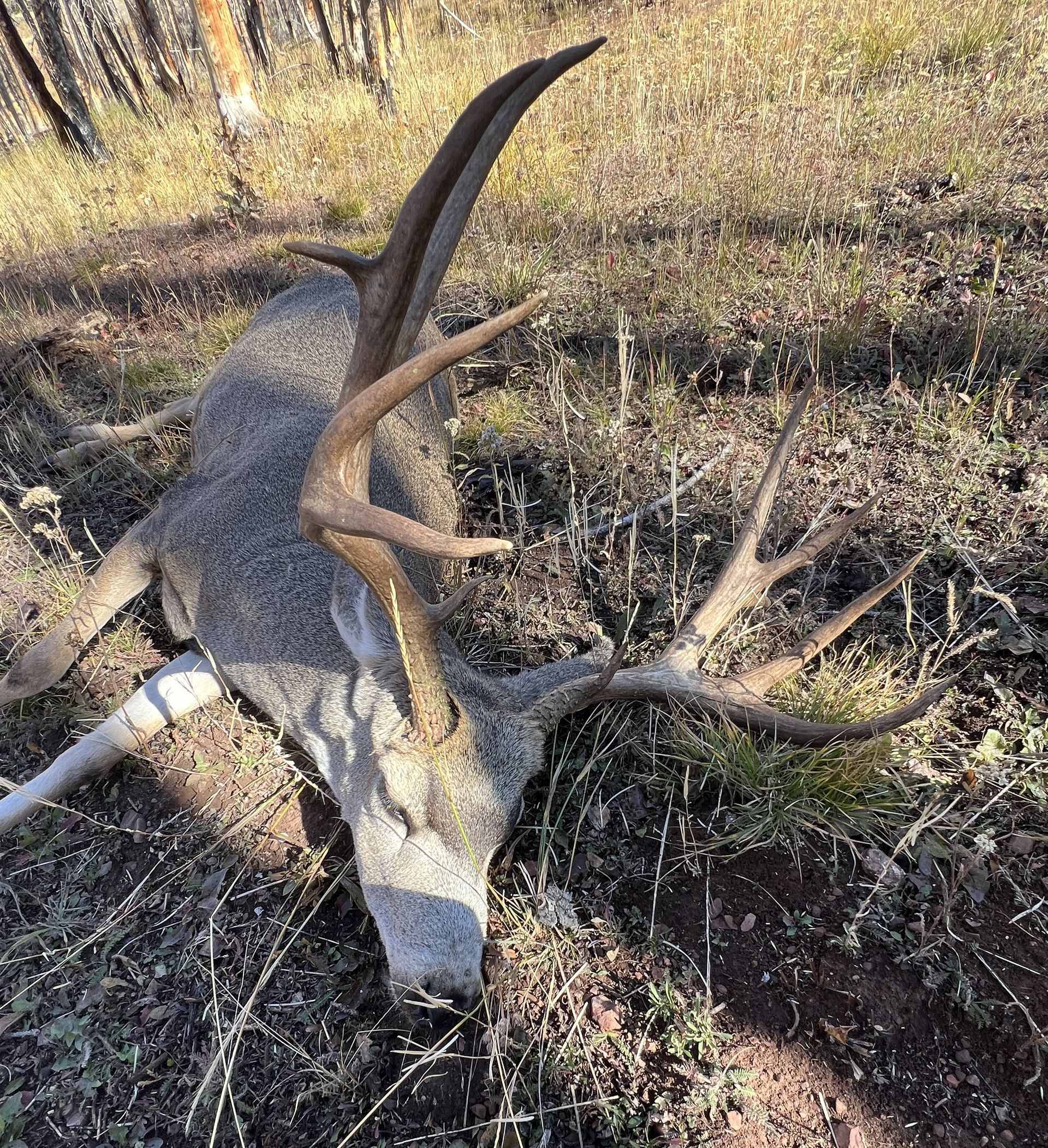 A dead buck with large antlers lies on the ground in a forest setting.