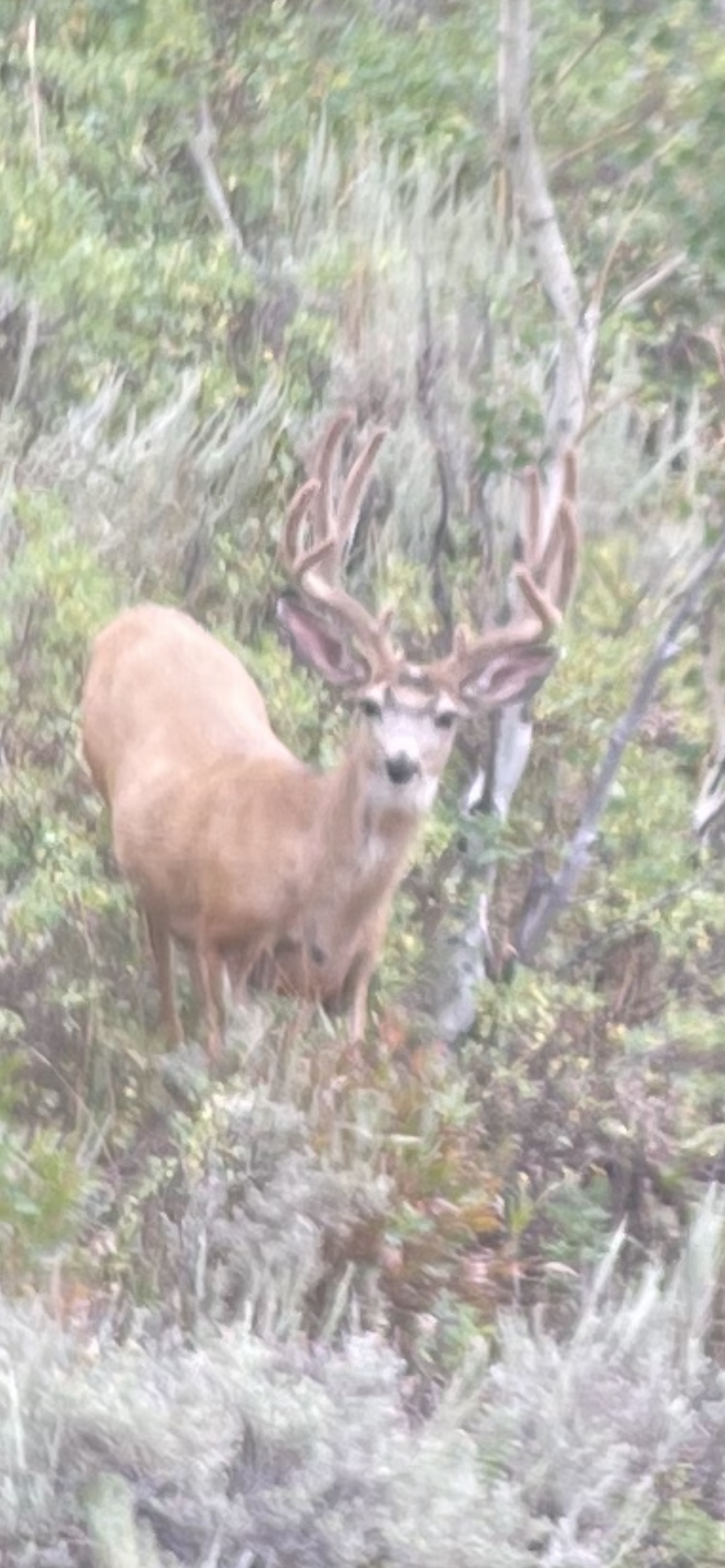 A large buck with massive antlers stands amidst green foliage, looking directly at the viewer.