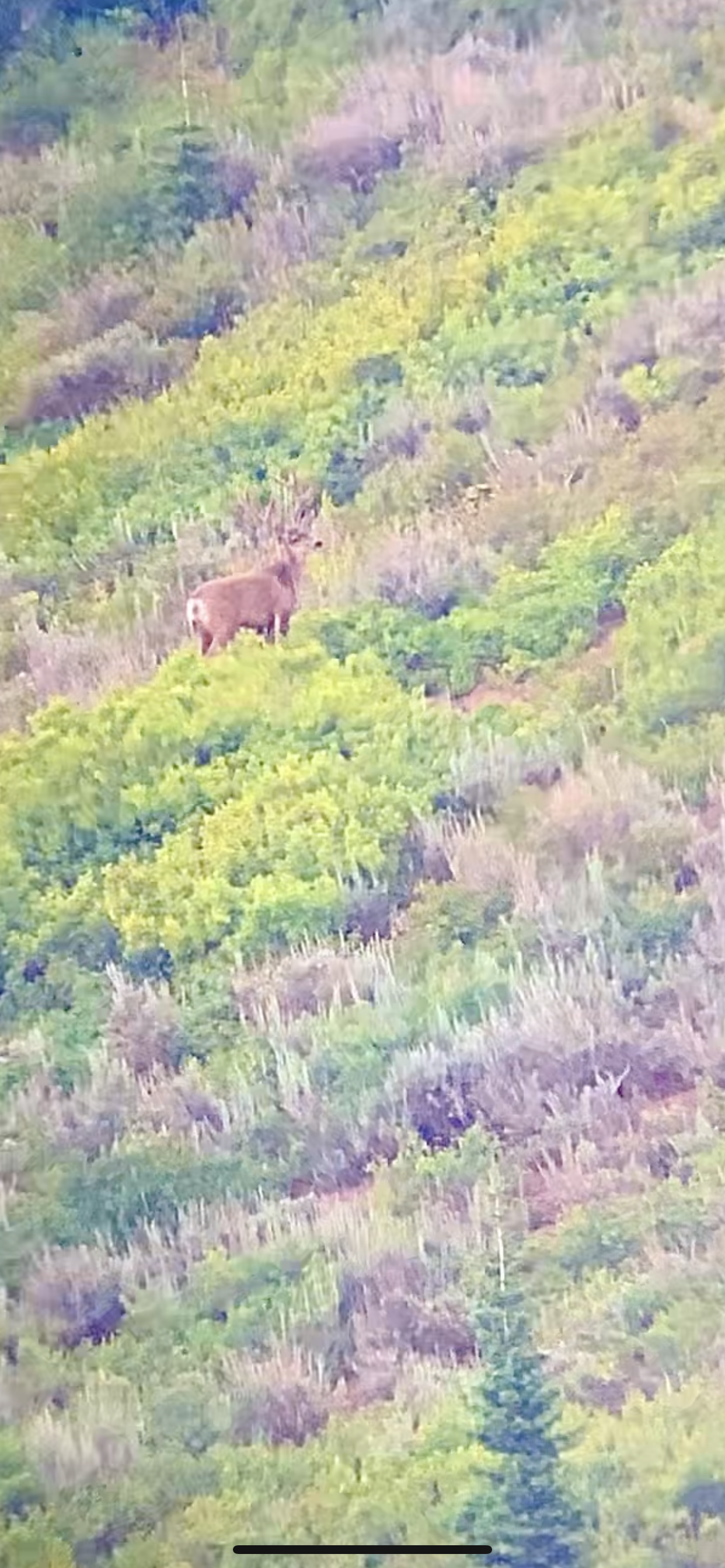 A brown deer standing on a hillside covered with green and purple foliage.