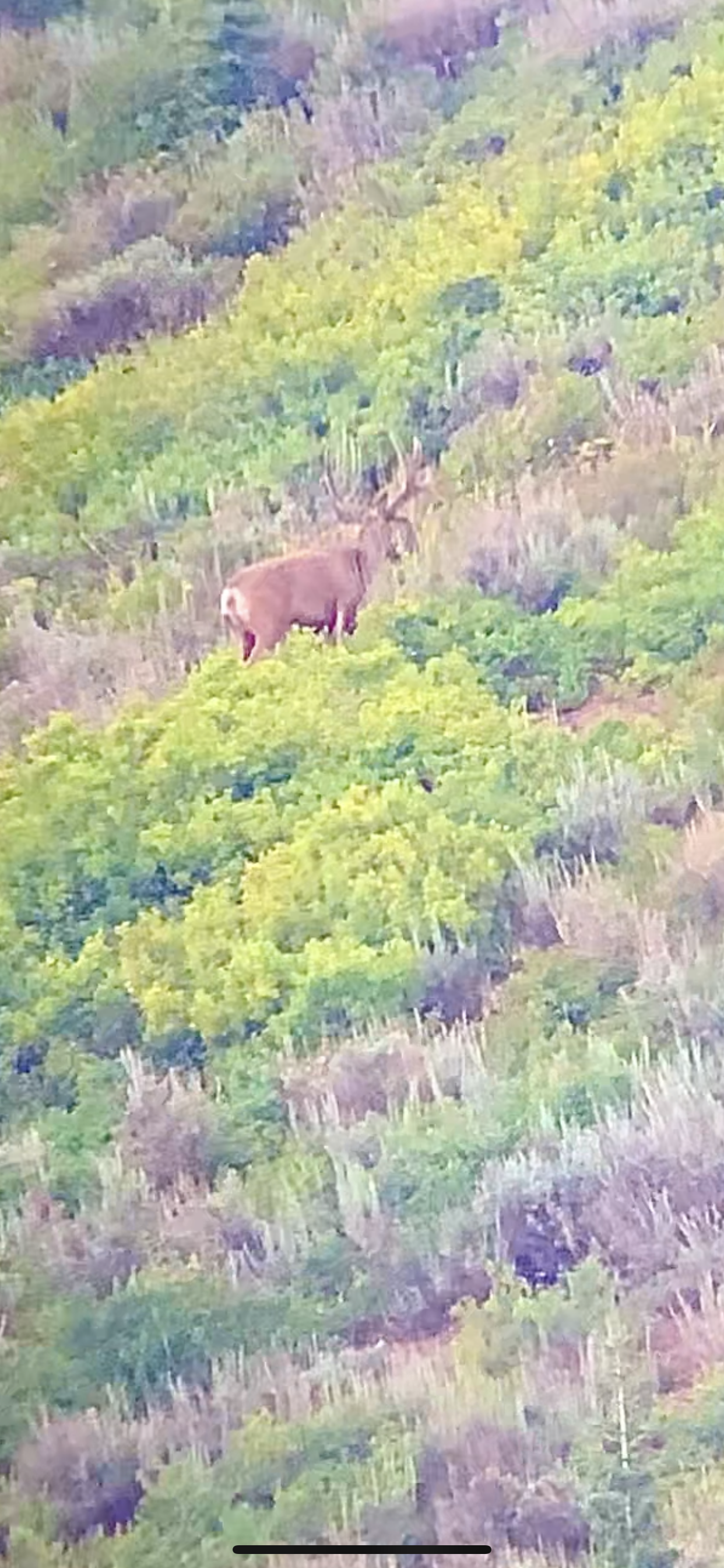 A bighorn sheep stands on a hillside covered in green and purple vegetation.