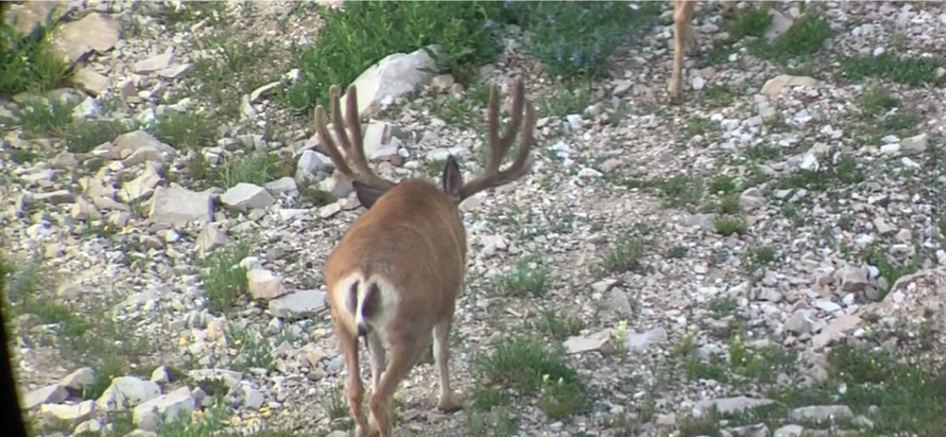 A deer with antlers is standing on a rocky hillside.
