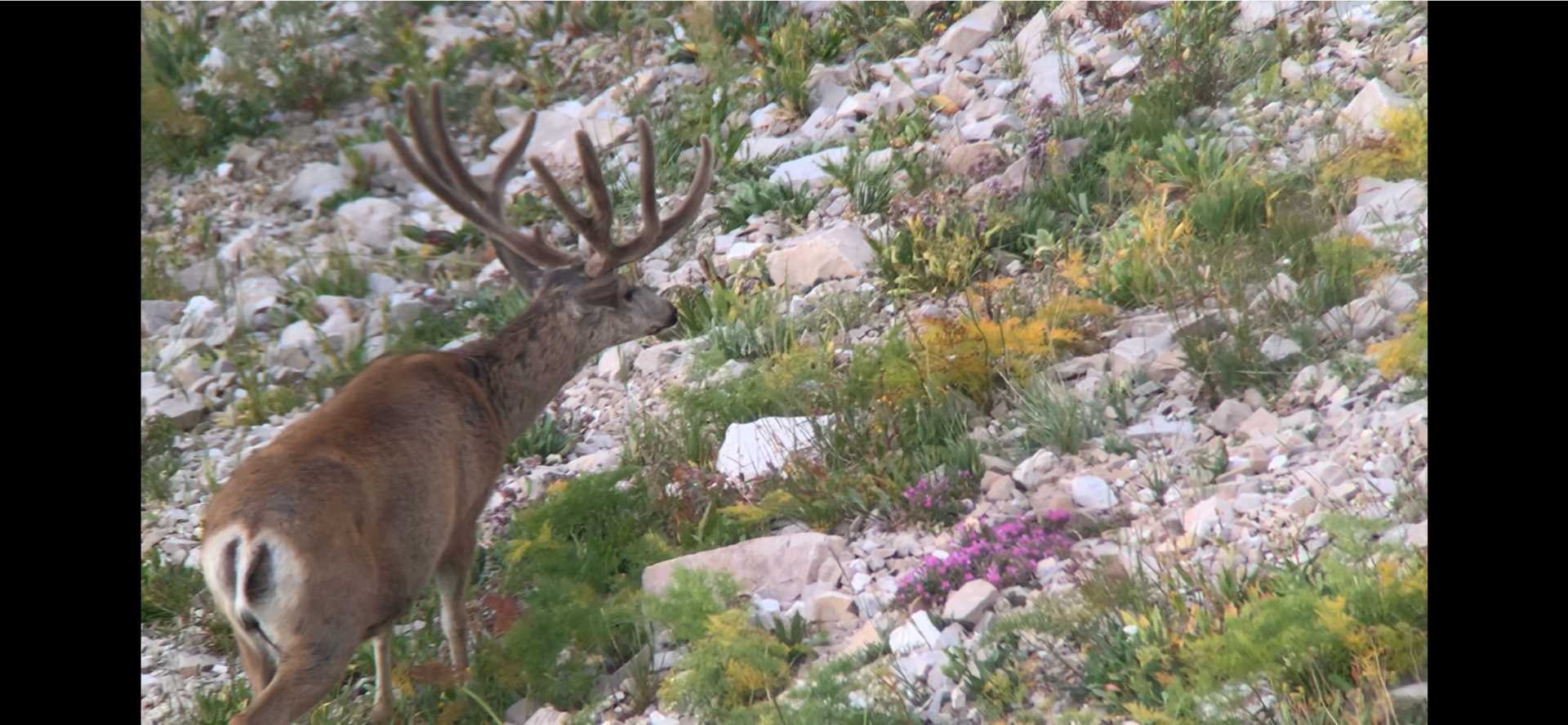 A deer standing in a field of flowers and rocks