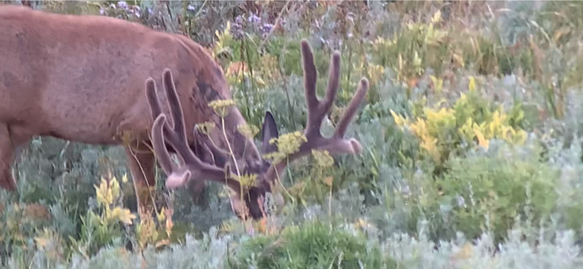 A deer with antlers is grazing in a field of grass.