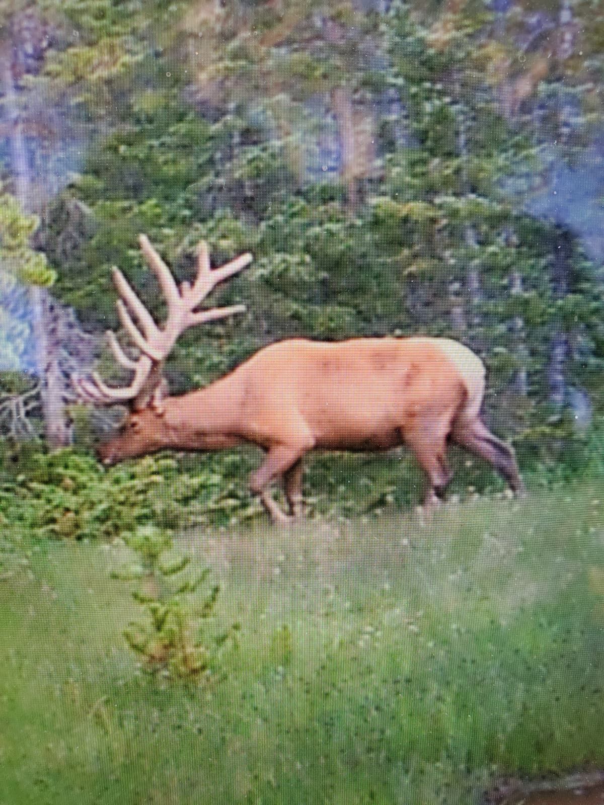 Elk with large antlers grazes in a grassy area near trees.
