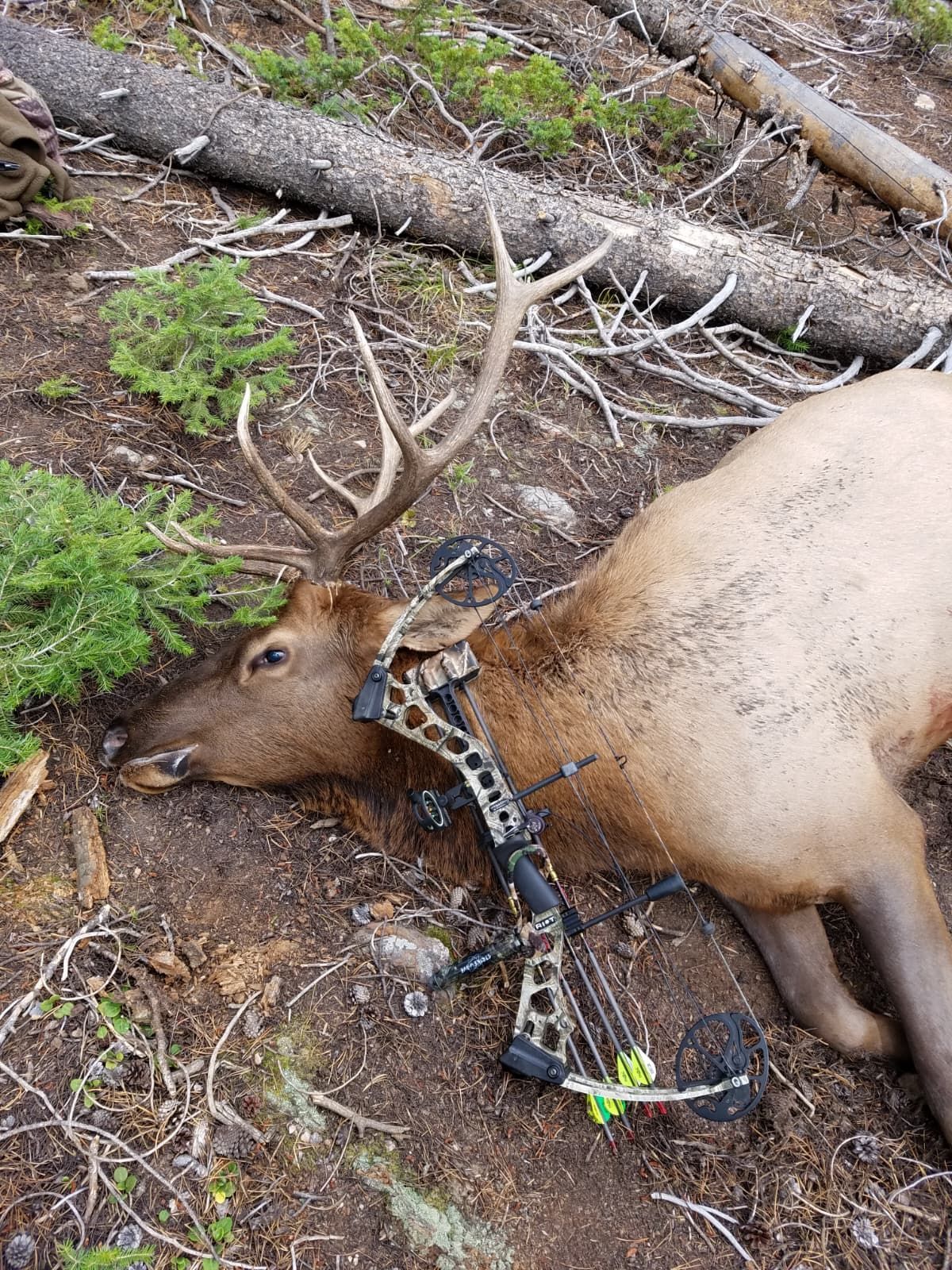 Elk lying on the ground next to a compound bow in a forested area.
