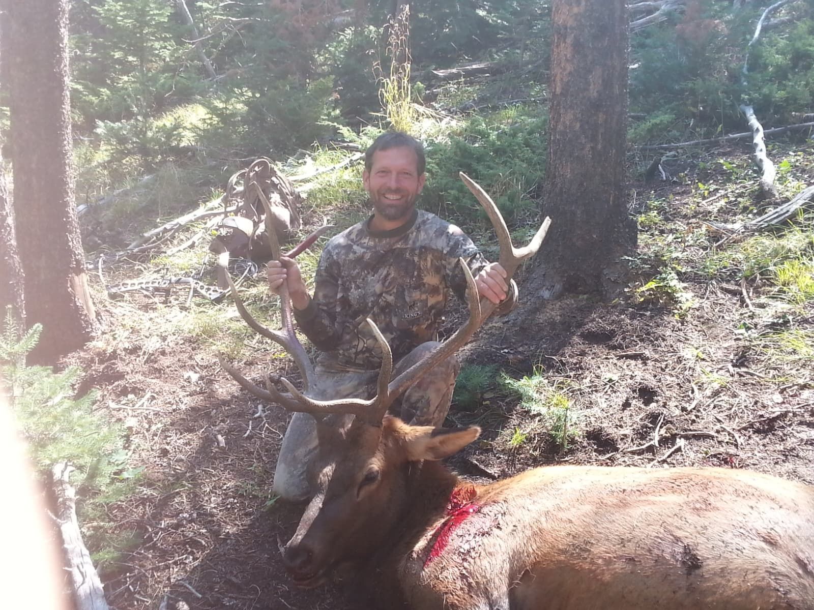 Hunter kneeling with an elk in a forest, holding up a bow. Elk is lying on the ground.