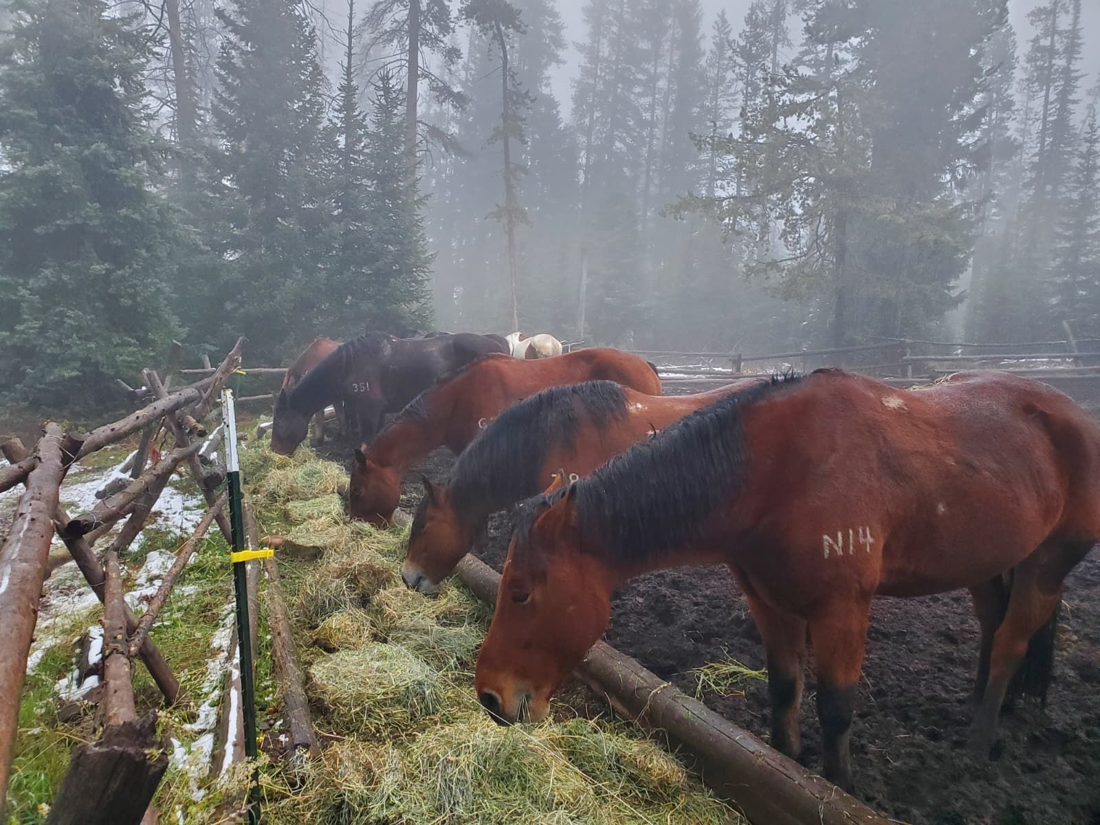 Horses eating hay from a wooden feeder in a snowy, wooded area.