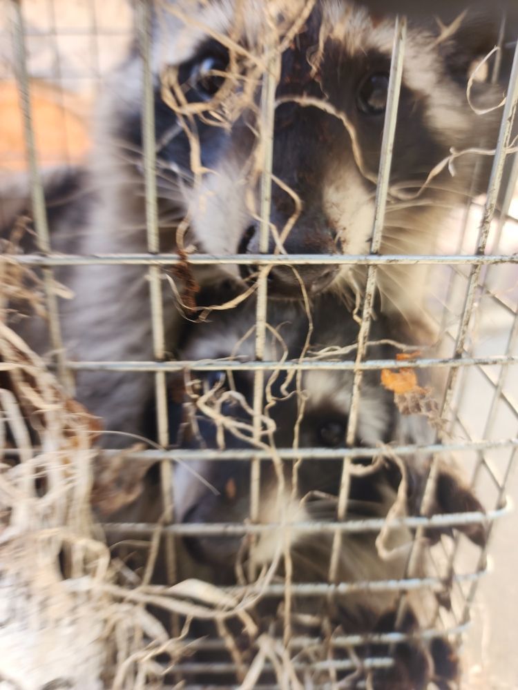 Gallery Image | Bills Trapping and Pest Removal