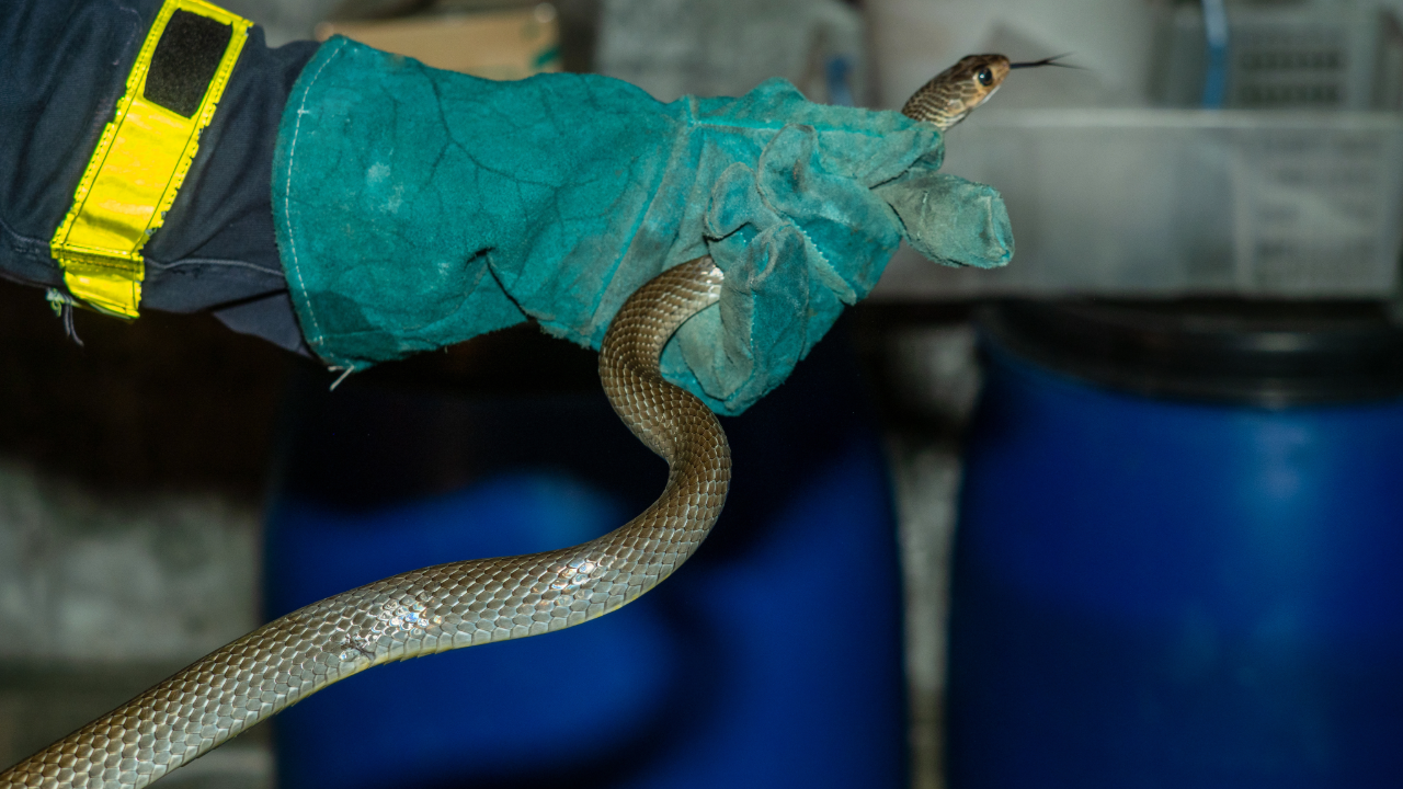 Wildlife Removal Services | Bills Trapping and Pest Removal
