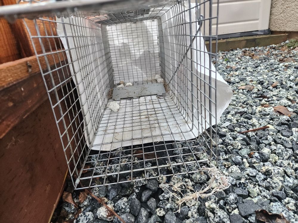 Gallery Image | Bills Trapping and Pest Removal