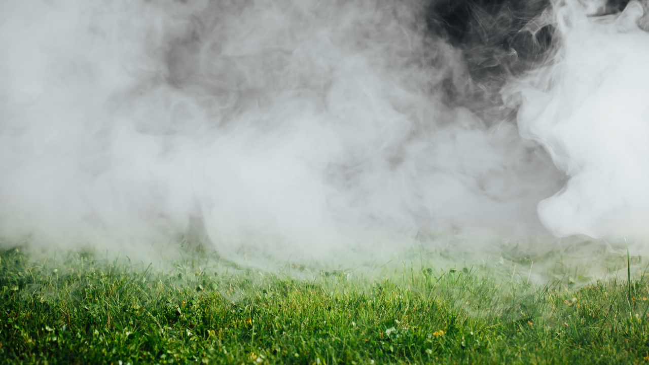 Pest Control Services | Bills Trapping and Pest Removal