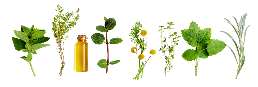 Bottle of Essential Oil with Herbs