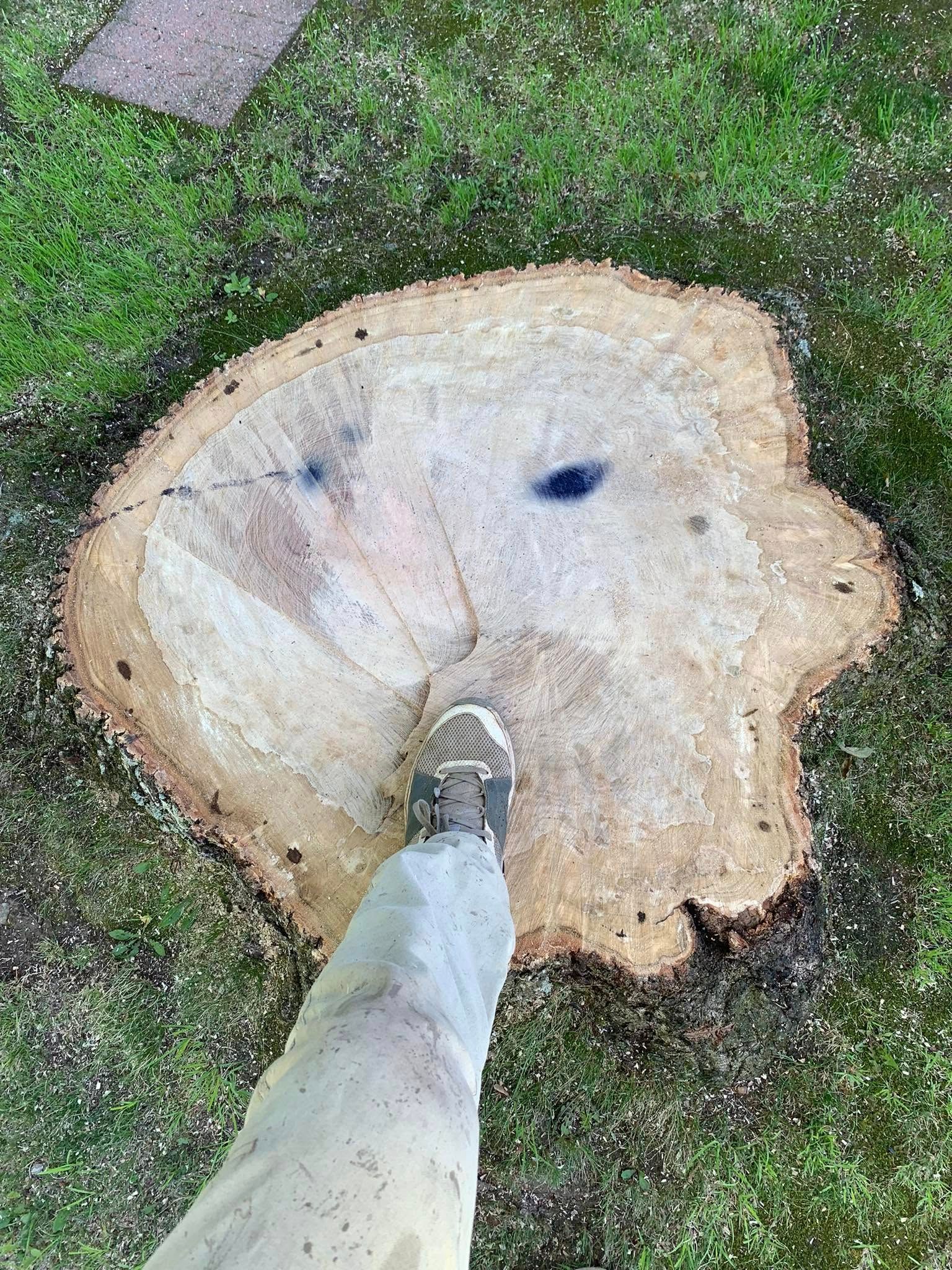 A person is standing next to a tree stump in the grass. A person is standing next to a tree stump in the grass.