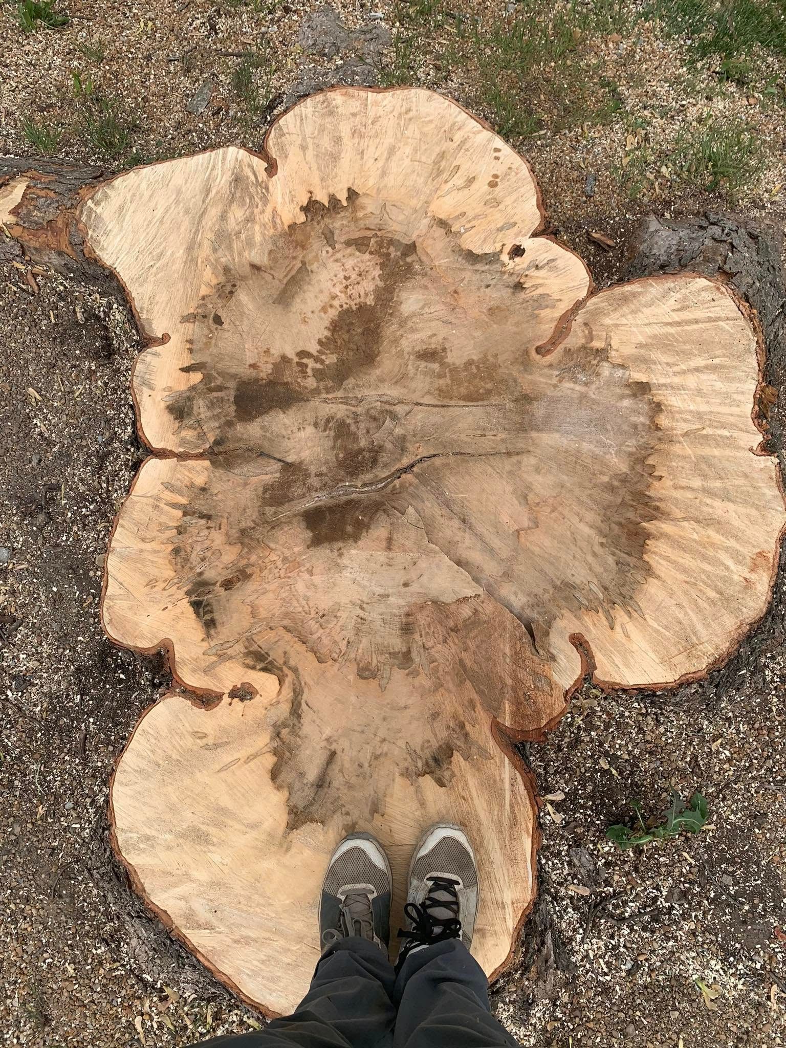 A person is standing next to a large tree stump.