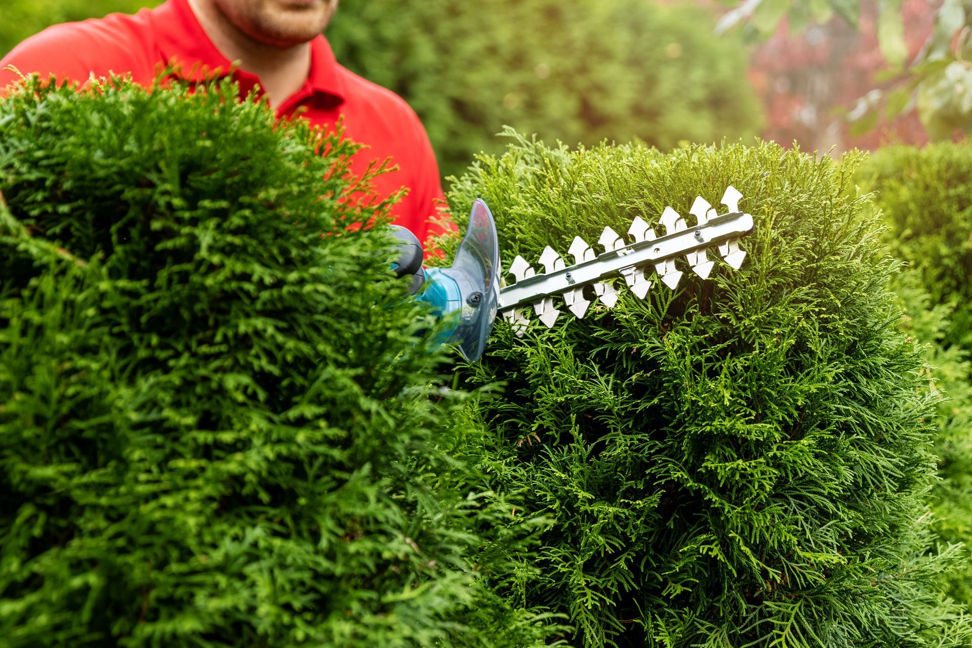 Worker trimming evergreen shrubs with a hedge trimmer Worker trimming evergreen shrubs with a hedge trimmer