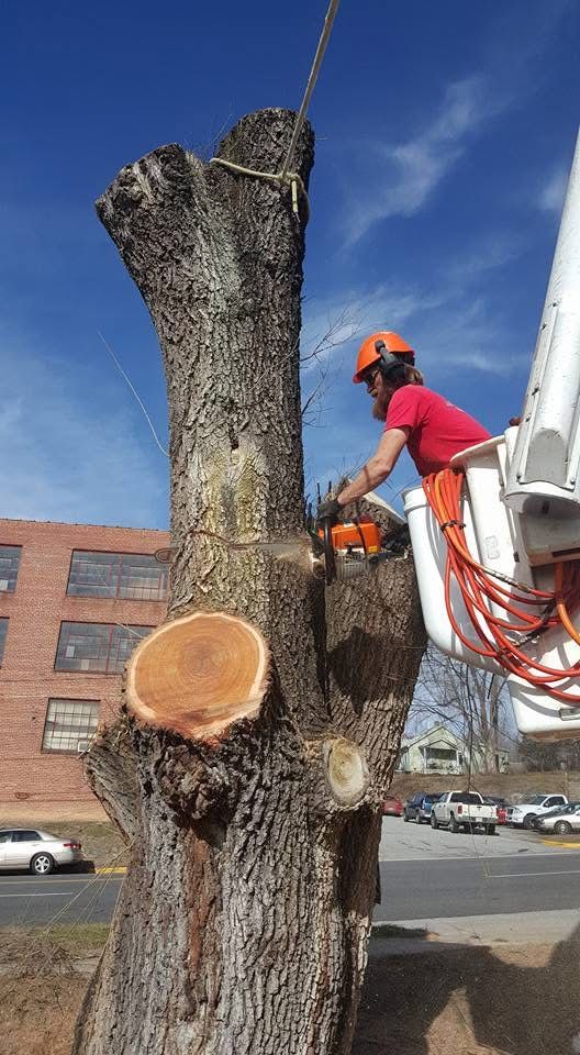A man is standing next to a large tree stump with a chainsaw.