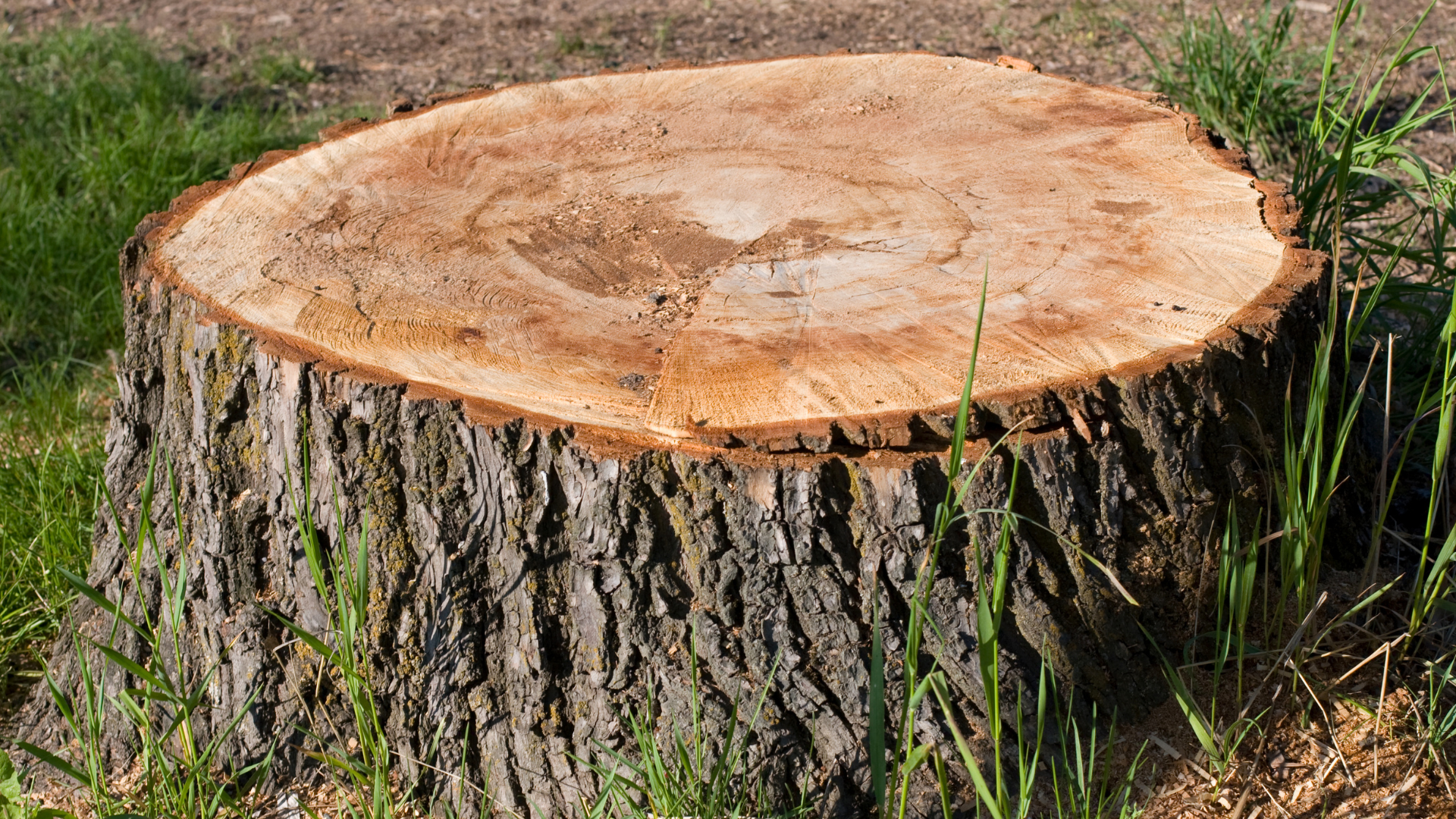 Freshly cut tree stump with rough bark and a smooth sawn top in grassy ground.