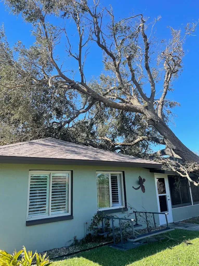 Small house with white shutters and a large tree overhanging the roof under a clear blue sky