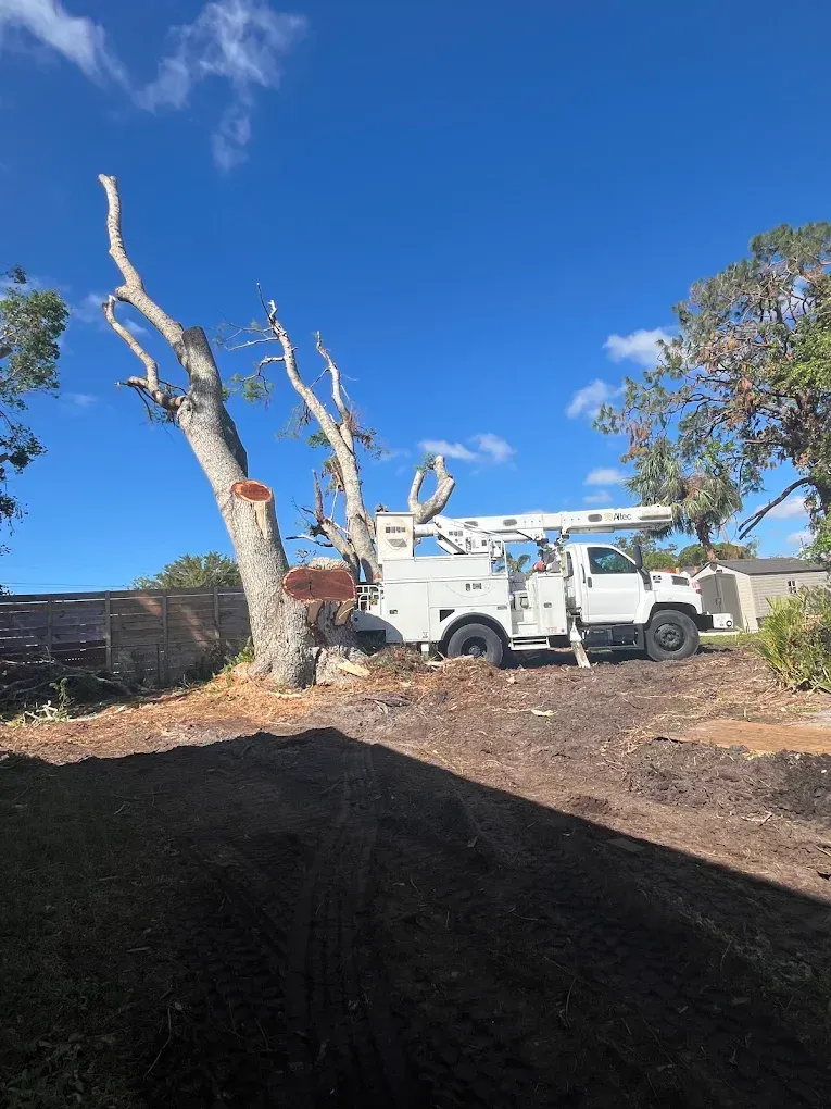 Utility truck and crew near a pruned tree on a dirt lot under a bright blue sky