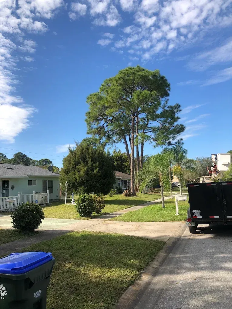 Quiet suburban street with tall trees, houses, a parked black truck, and a blue recycling bin under a blue sky.