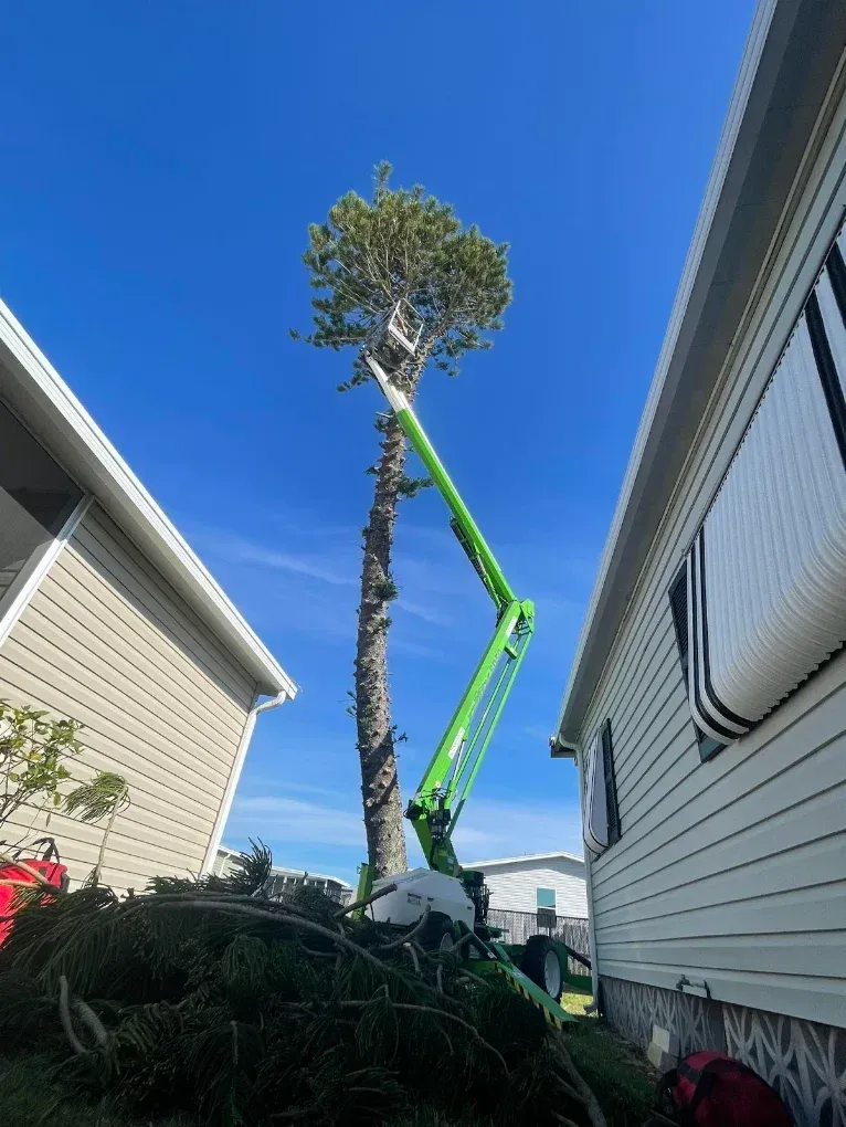 Green crane trimming a tall tree between two houses on a clear blue day
