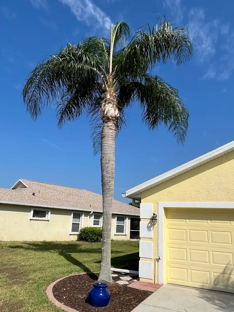 Tall palm tree in a blue pot beside a garage in a sunny suburban yard