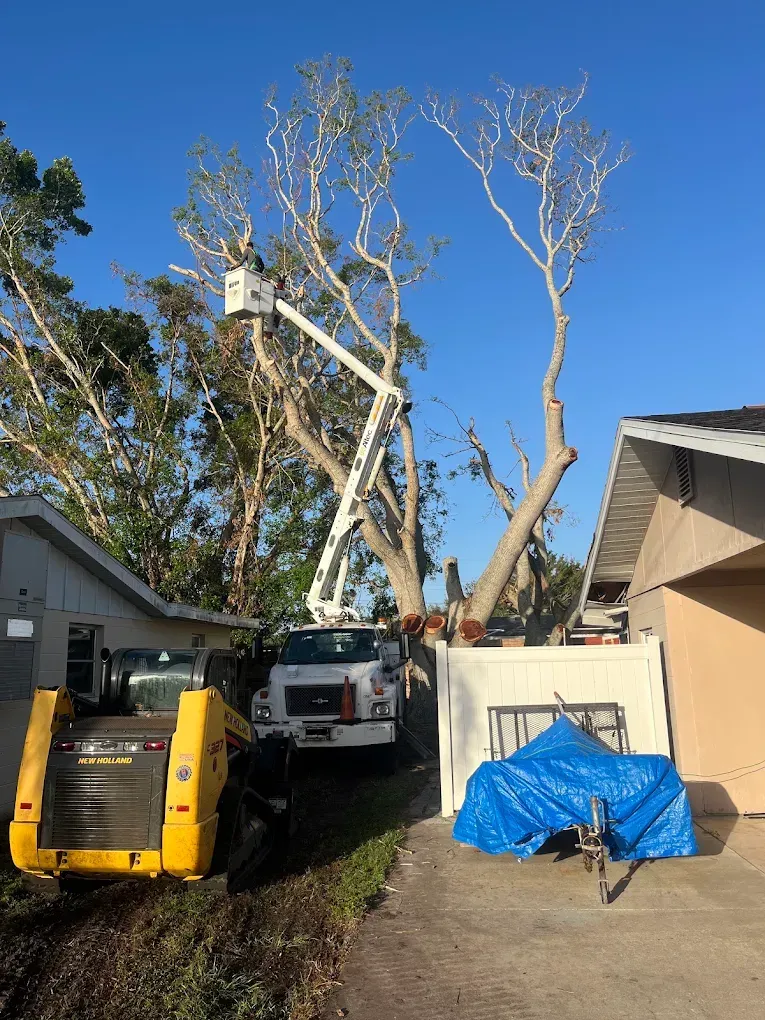 Tree removal crew using a lift truck to cut a tall tree beside a house; blue tarp covers debris below.