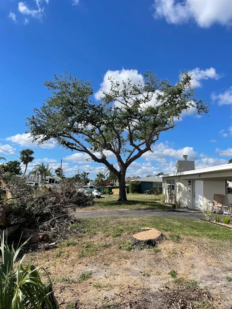 Tree in a sunny yard beside a white house, under a bright blue sky with scattered clouds.
