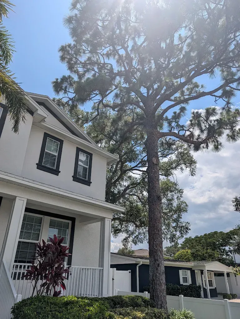 White two-story house with front porch and tall pine tree under a bright blue sky