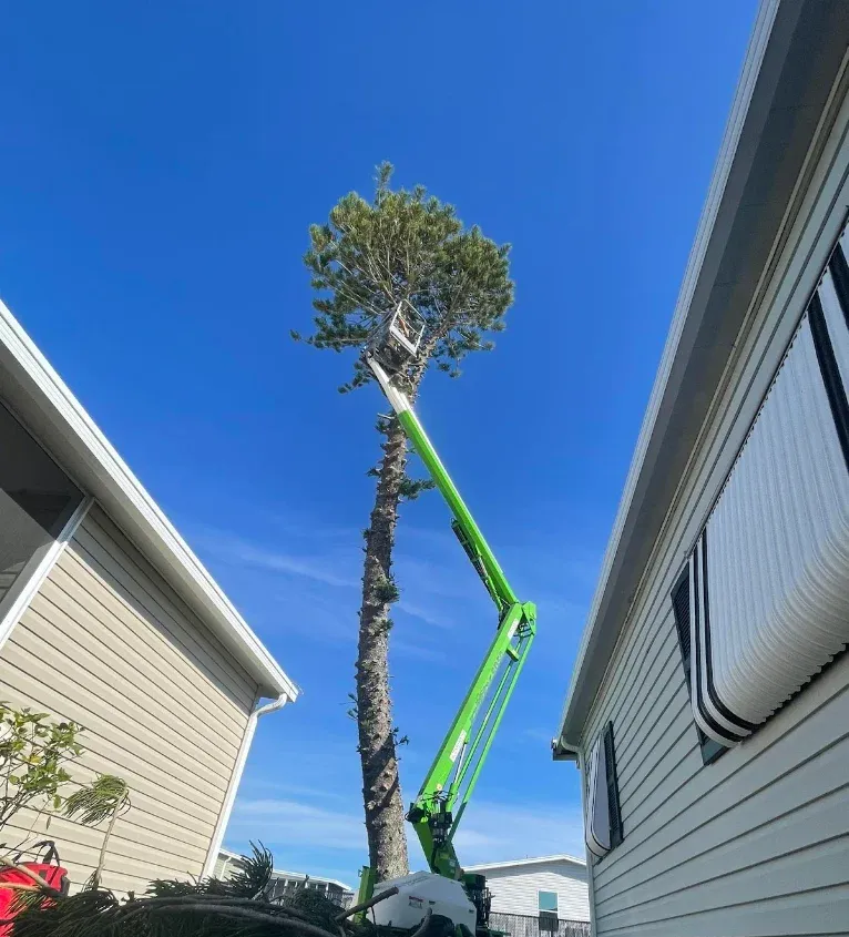 Green cherry picker trimming a tall tree beside two houses under a clear blue sky