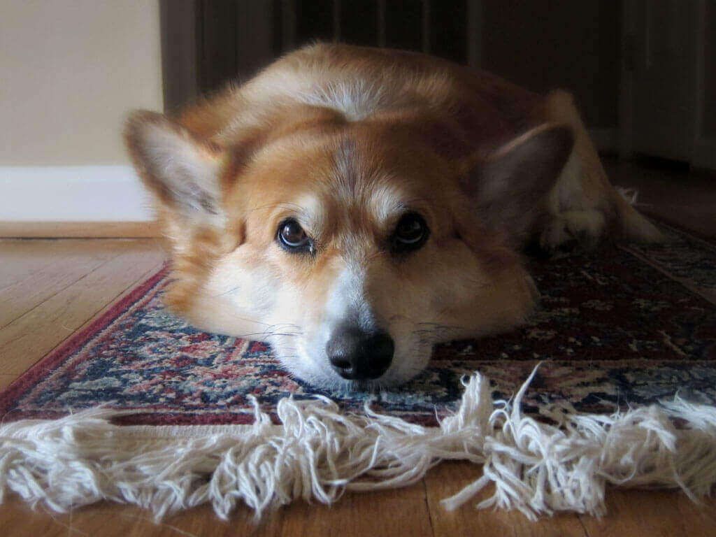 Corgi lying on a patterned rug, resting its chin on the floor and looking at the camera.