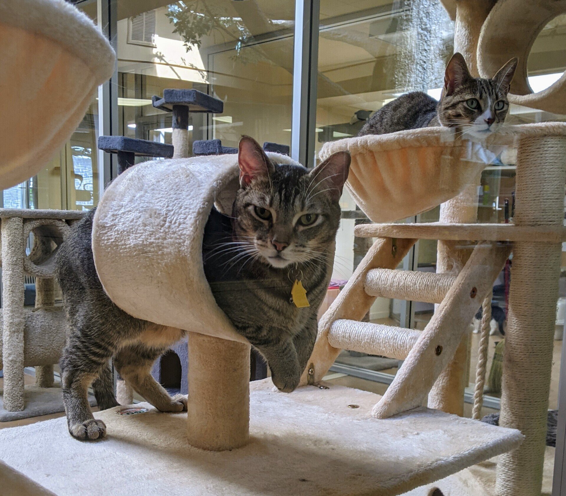 Cat's Cradle Boarding & Grooming San Rafael, CA Gallery